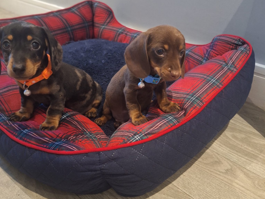 Beautiful miniature dachshund puppy 6