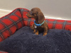Beautiful miniature dachshund puppy 5
