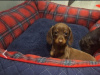Beautiful miniature dachshund puppy 7