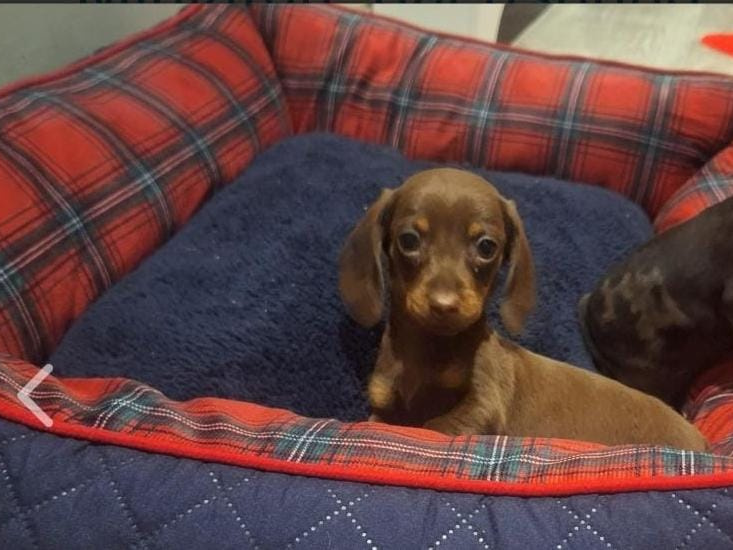 Beautiful miniature dachshund puppy 7