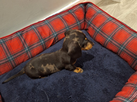 Beautiful miniature dachshund puppy