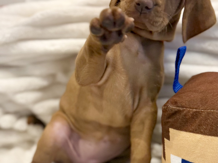 IKC Registered Hungarian Vizsla puppies – Exceptional Bloodlines 6
