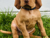 IKC Registered Hungarian Vizsla puppies – Exceptional Bloodlines 5