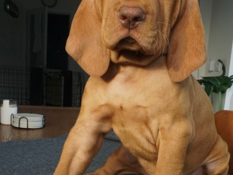 IKC Registered Hungarian Vizsla puppies – Exceptional Bloodlines 1
