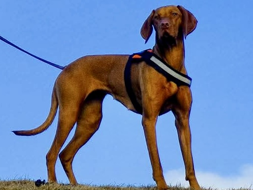 IKC Registered Hungarian Vizsla puppies – Exceptional Bloodlines 10