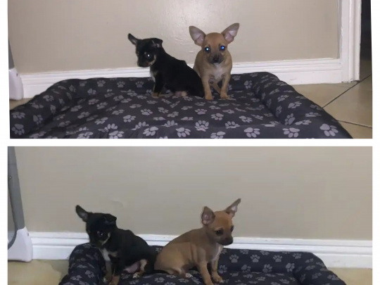 Chihuahua puppy   🐶 😍