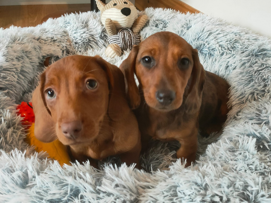 Beautiful miniature dachshund puppies 3