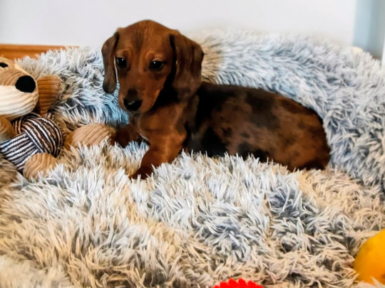 Beautiful miniature dachshund puppies