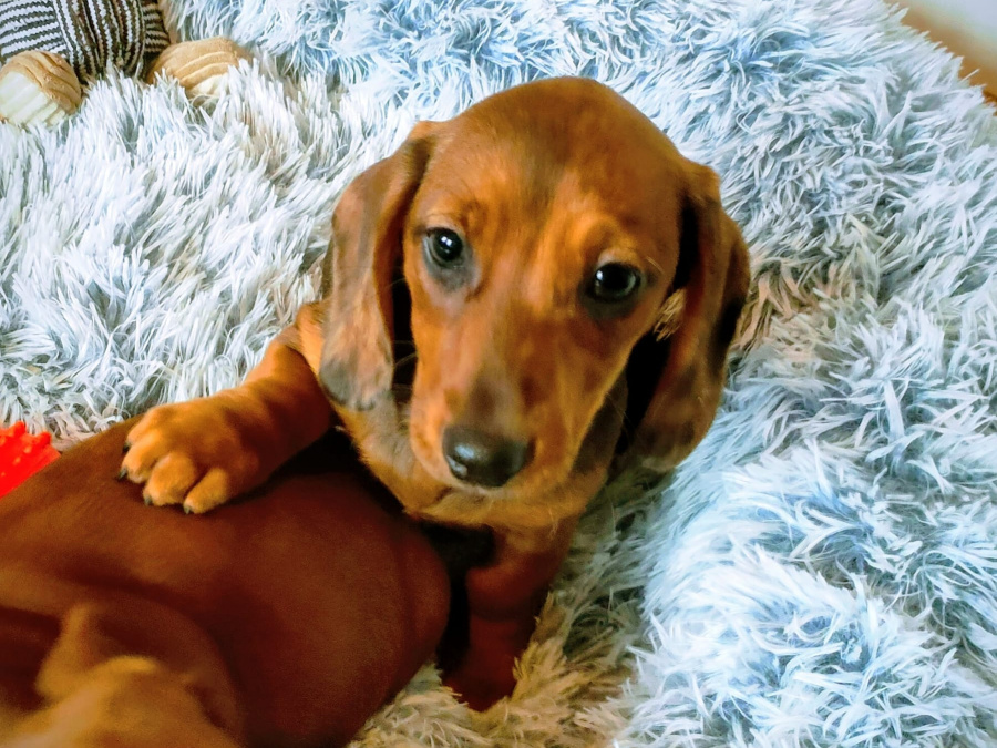 Beautiful miniature dachshund puppies 2