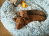 Beautiful miniature dachshund puppies 6