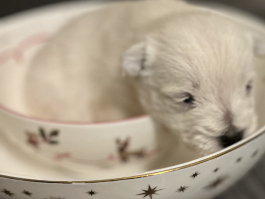West Highland Terriers