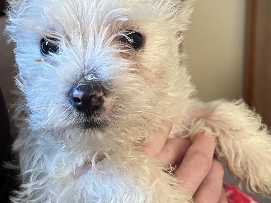 West Highland Terriers