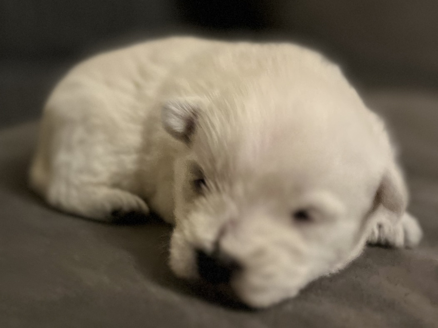 West Highland Terriers 5