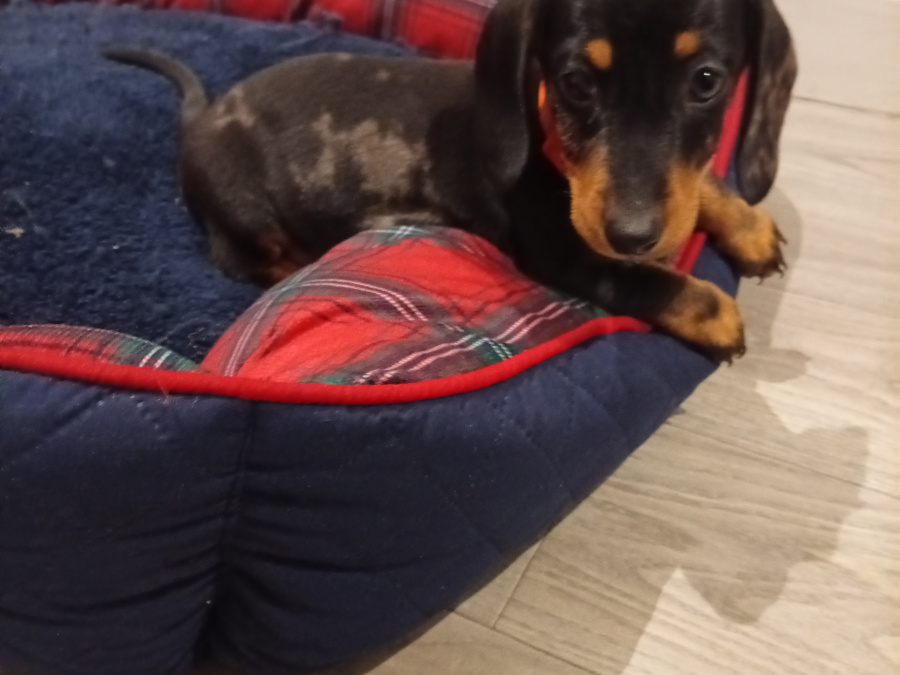 Beautiful miniature dachshund puppy 3