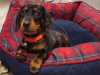 Beautiful miniature dachshund puppy 5