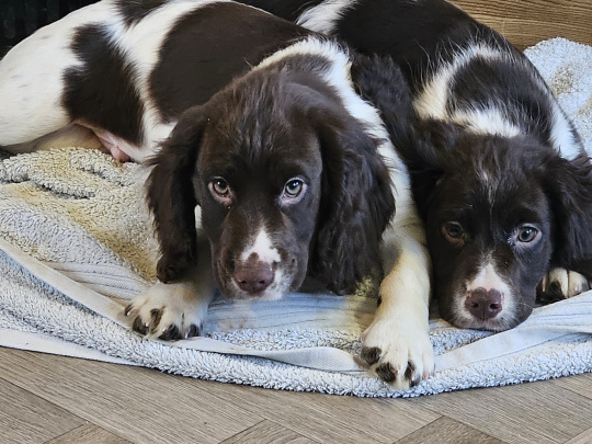 Beautiful English Cocker Spaniel  Puppies