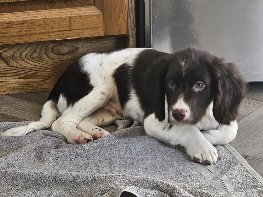 Beautiful English Cocker Spaniel  Puppies 2