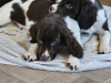 Beautiful English Cocker Spaniel  Puppies 3