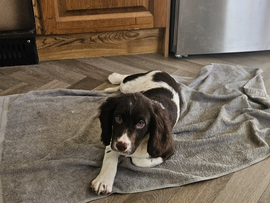Beautiful English Cocker Spaniel  Puppies 4