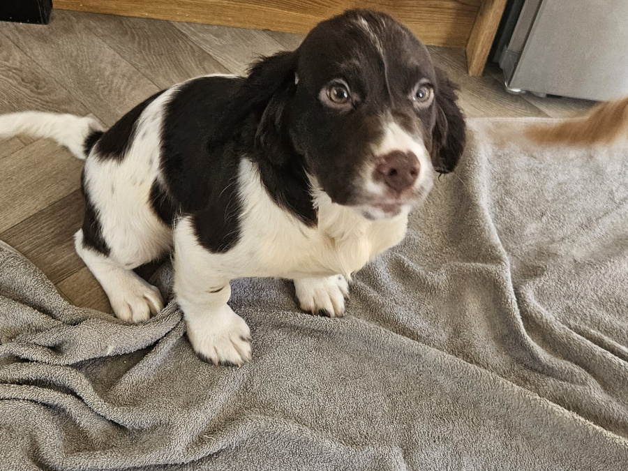 Beautiful English Cocker Spaniel  Puppies 5