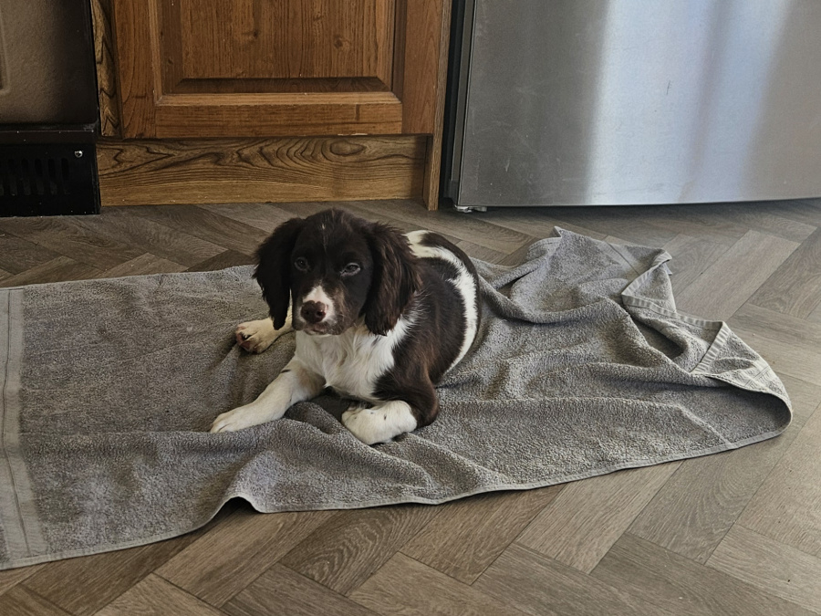 Beautiful English Cocker Spaniel  puppies 5