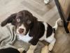 Beautiful English Cocker Spaniel  puppies 4