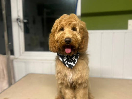 7month old female Cockapoo
