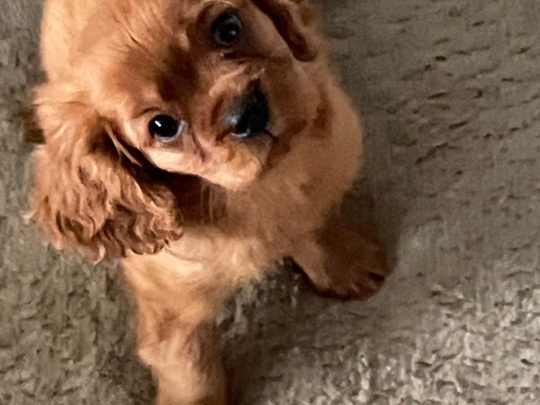 Male Ruby Cavalier King Charles puppy
