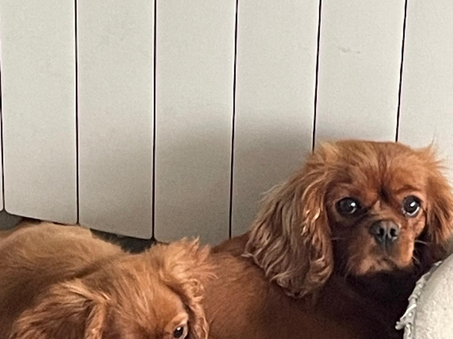 Male Ruby Cavalier King Charles puppy 5