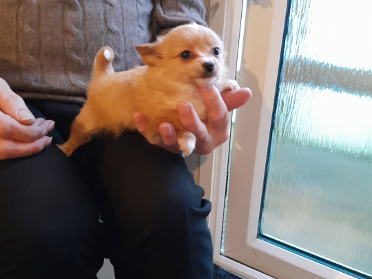 Full bred minature pomperian puppy