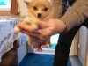 Full bred minature pomperian puppy 2