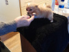 Full bred minature pomperian puppy 3