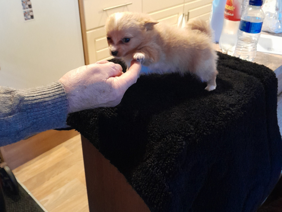 Full bred minature pomperian puppy 3