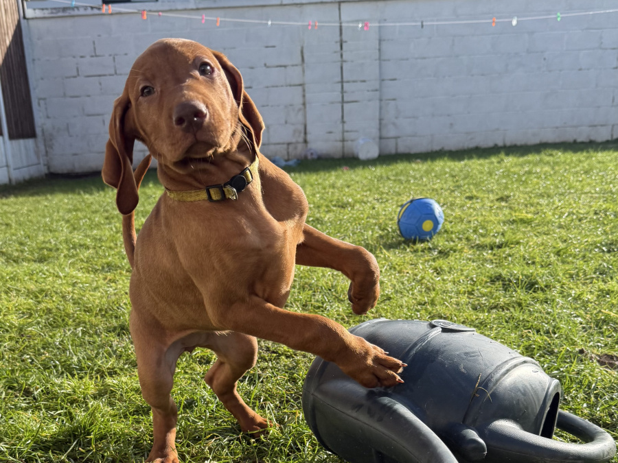 IKC Registered Hungarian Vizsla puppies – Exceptional Bloodlines 1