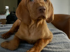 IKC Registered Hungarian Vizsla puppies – Exceptional Bloodlines 2