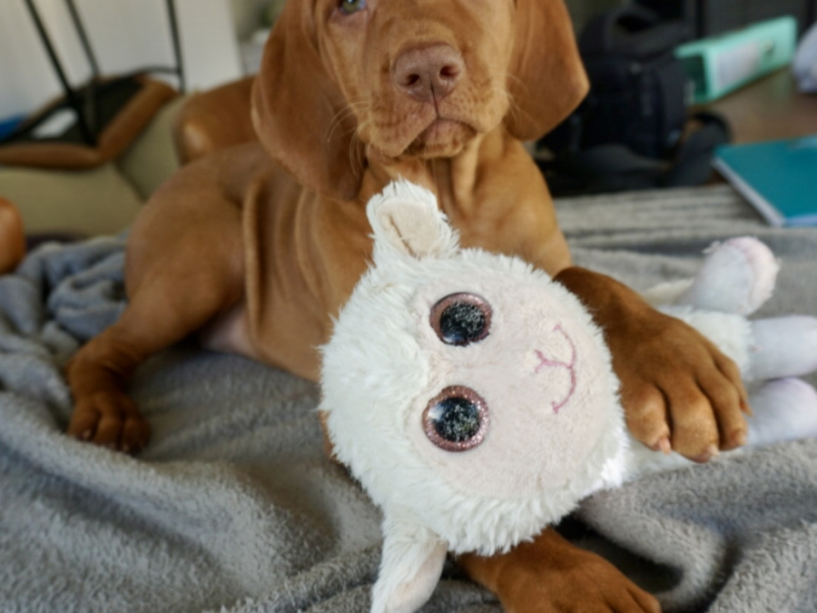 IKC Registered Hungarian Vizsla puppies – Exceptional Bloodlines 3