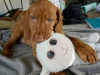 IKC Registered Hungarian Vizsla puppies – Exceptional Bloodlines 4