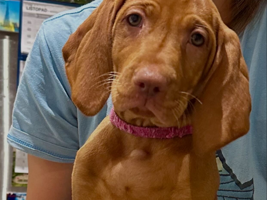 IKC Registered Hungarian Vizsla puppies – Exceptional Bloodlines 6