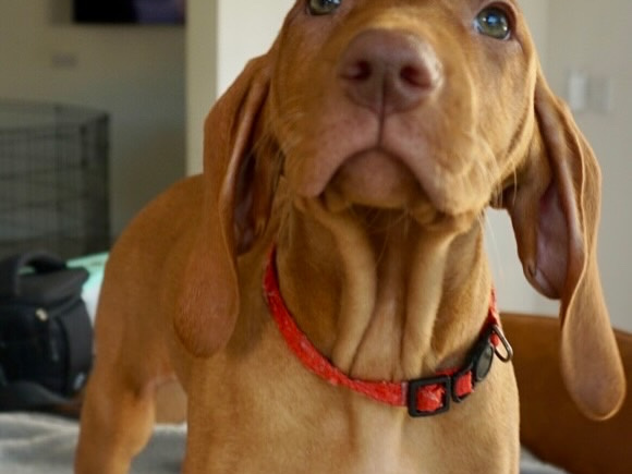 IKC Registered Hungarian Vizsla puppies – Exceptional Bloodlines 5