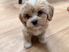 Malte Cavapoo Pups 1
