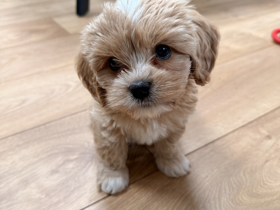 Malte Cavapoo Pups 1