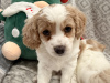 Malte Cavapoo Pups 3