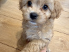Malte Cavapoo Pups 4