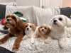 Malte Cavapoo Pups 5
