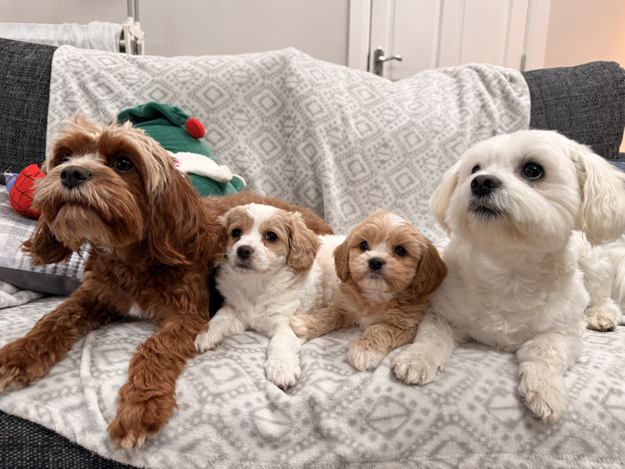 Malte Cavapoo Pups 5