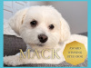Mack The Maltese Stud 1