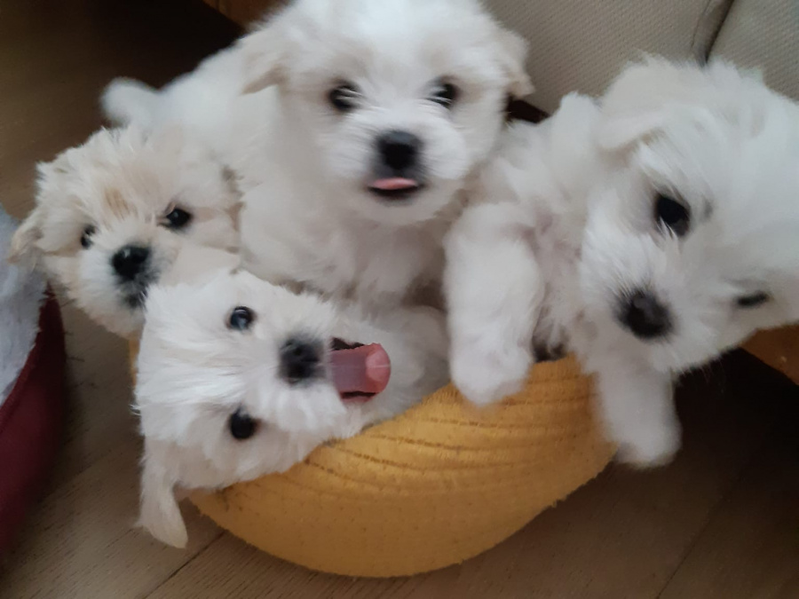 Mack The Maltese Stud 4