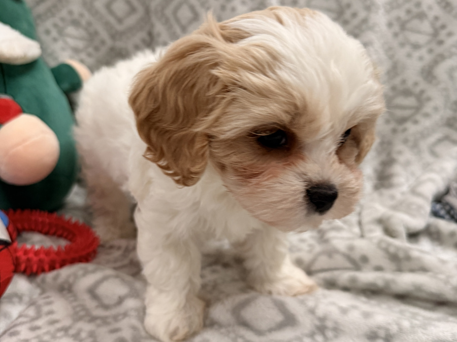 Mack The Maltese Stud 5