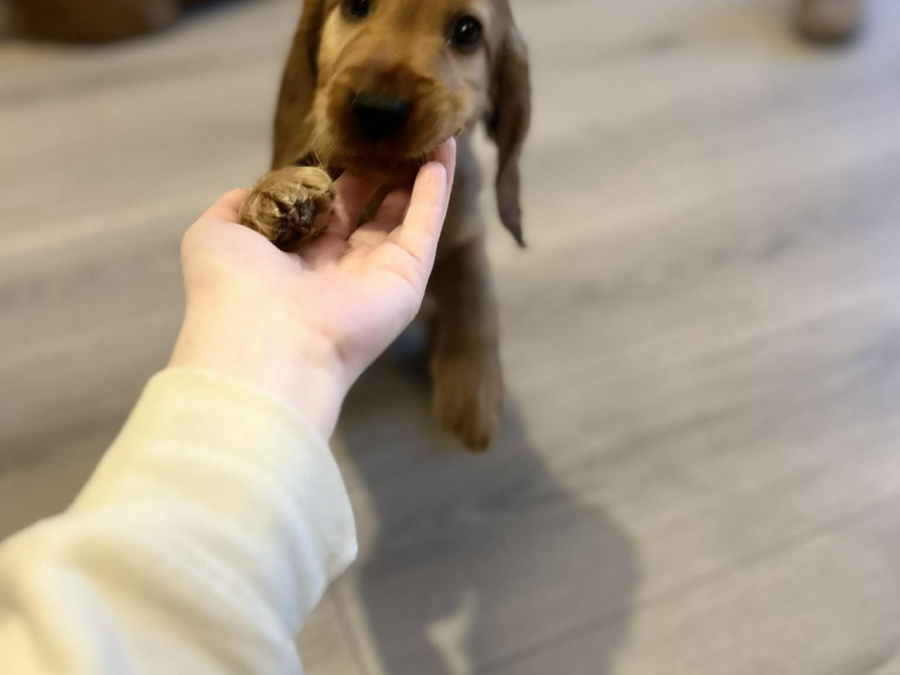 Golden Cocker Spaniels 2