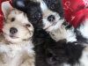 Chinese crested puppies for sale 8